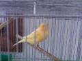 This canary has a gorgeous song