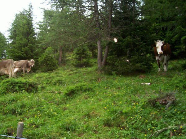 When we got towards the top, we saw cows!