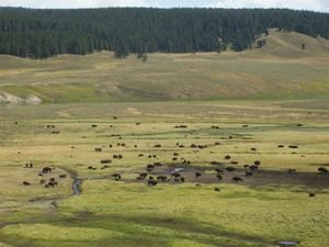 panorama of buffalo