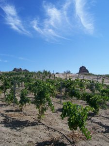 a vineyard
