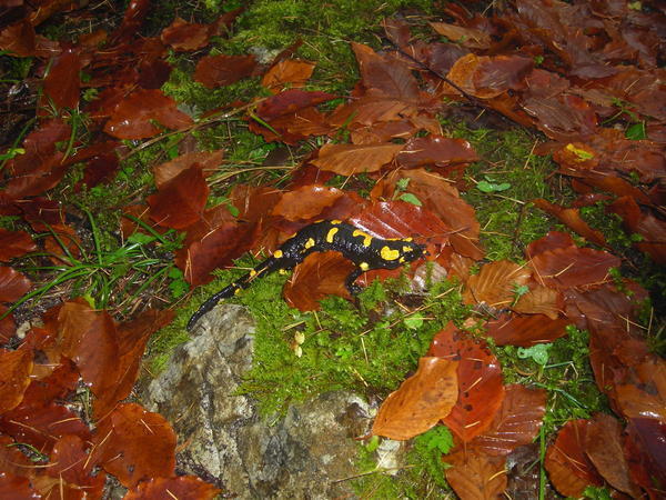 The salamander!