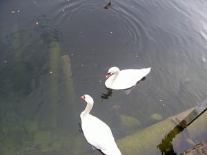 There were tons of swans in the lake