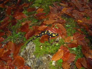 The salamander!