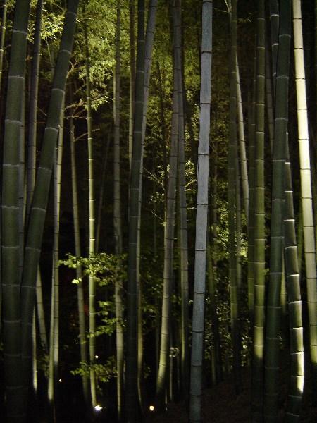 A Bamboo Evening