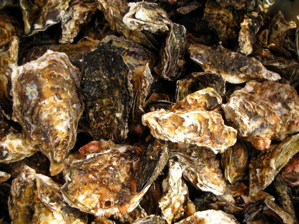 Lots & Lots of Oysters