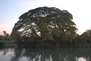 na's tree