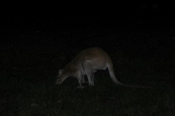 a night time Kangaroo!! wicked ending to a trip!