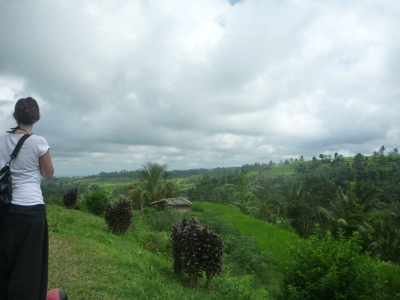rice paddies if middle Bali.
