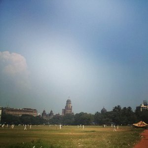 spot of cricket