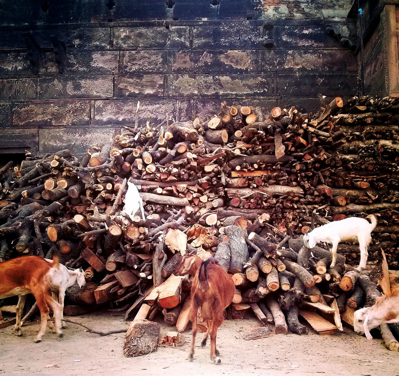 Goats eat between the corpses. 