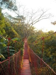 Bridge through the jungle treetops.