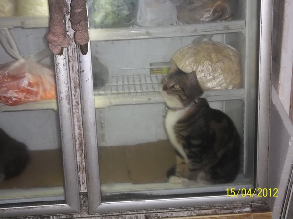 Cat in the fridge