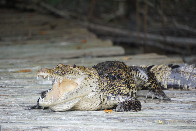 Krokodil im Biosphärenreservat Ria Celestun
