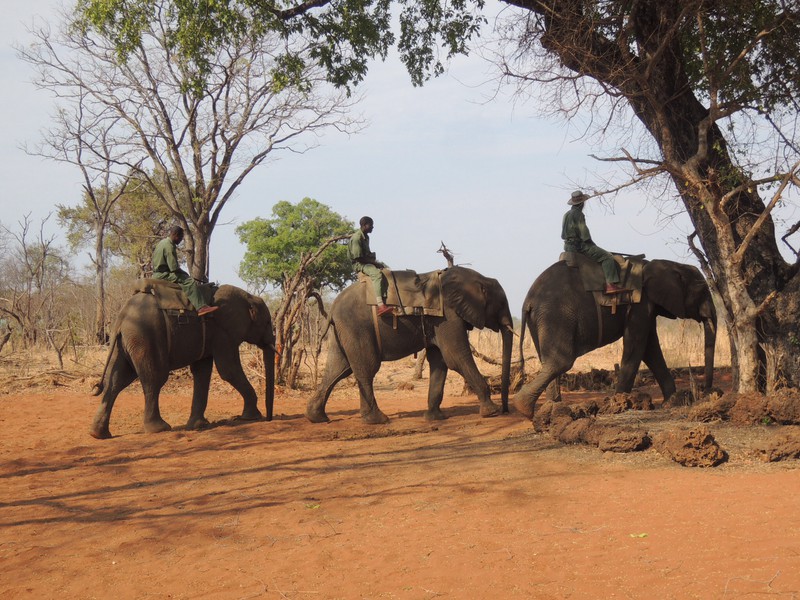 Elefant Back Safari 7