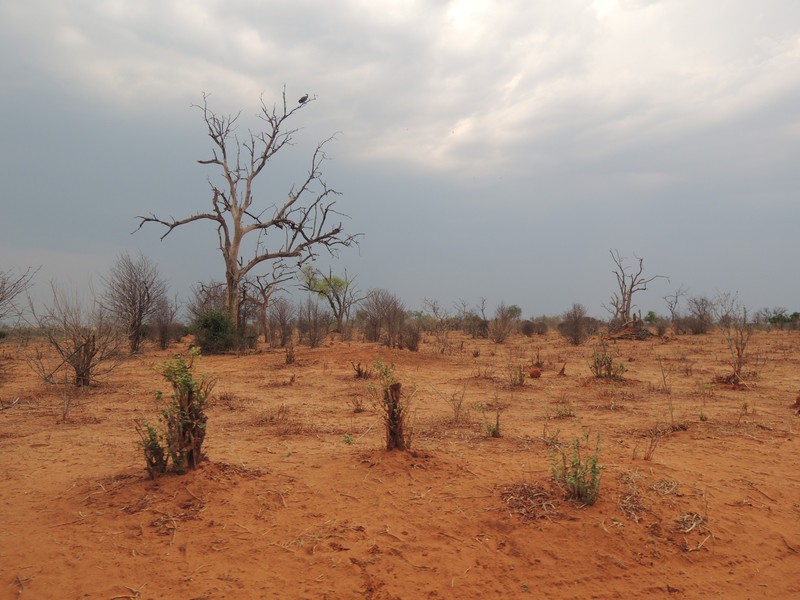 Gewitter im Chobe NP