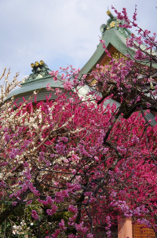 Kirschblüte im Kitanu-Tenmangu Tempel