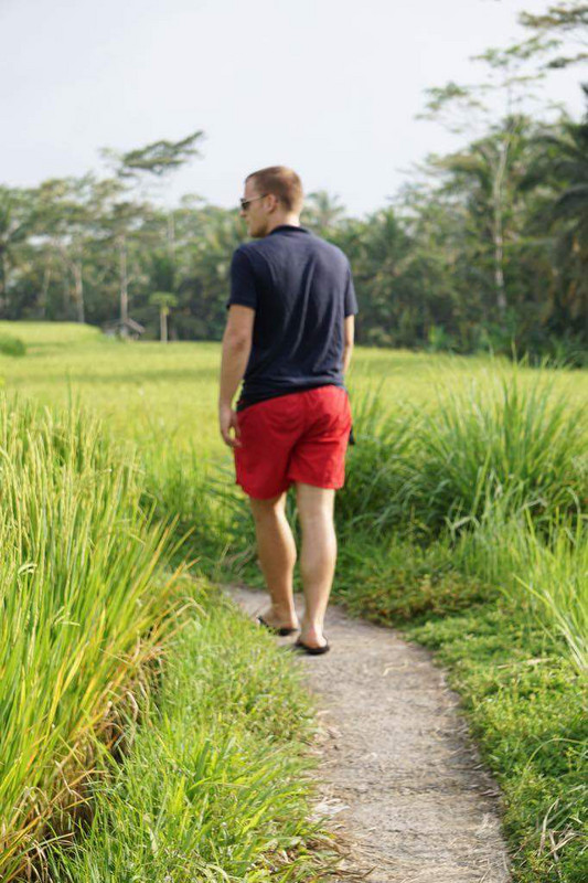 In den Reisfeldern um Ubud