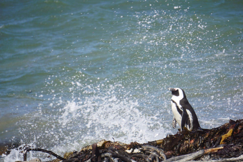 Stony Point Pinguin Kolonie
