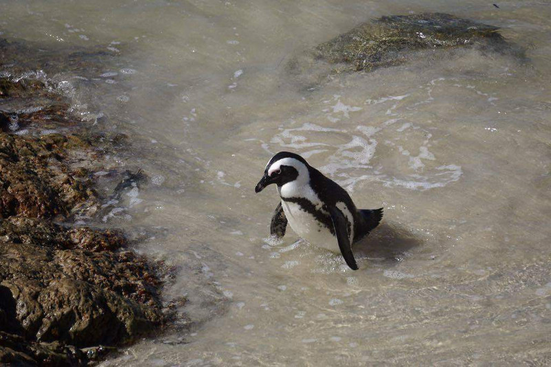 Stony Point Pinguin Kolonie
