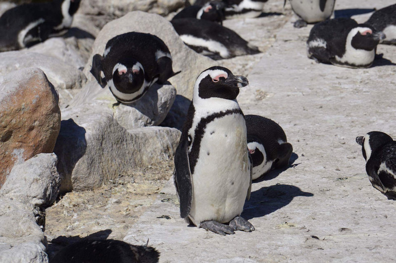 Stony Point Pinguin Kolonie