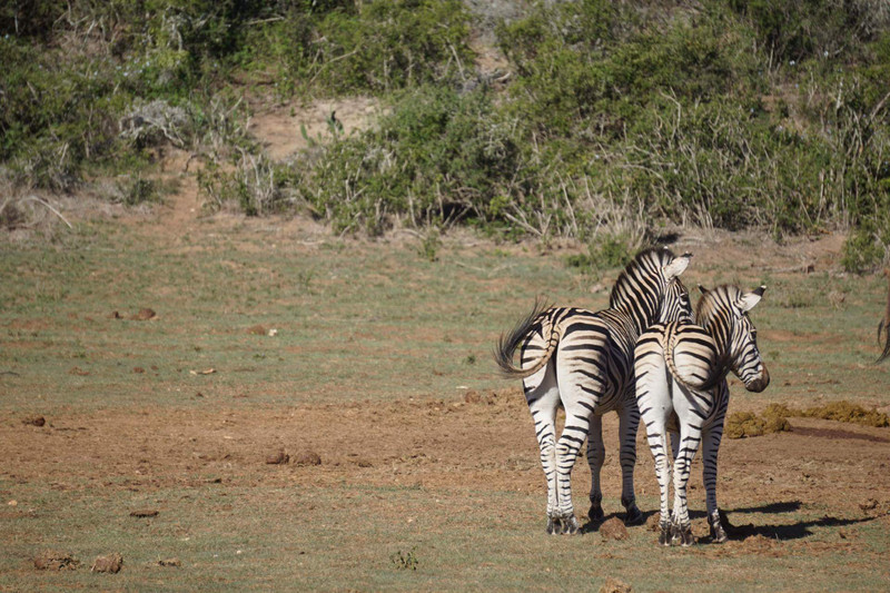 die geduldig wartenden Zebras an der Wasserstelle