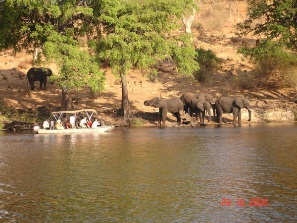 Elephants/ River Cruise
