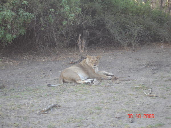 Lioness on Chobe Game Drive