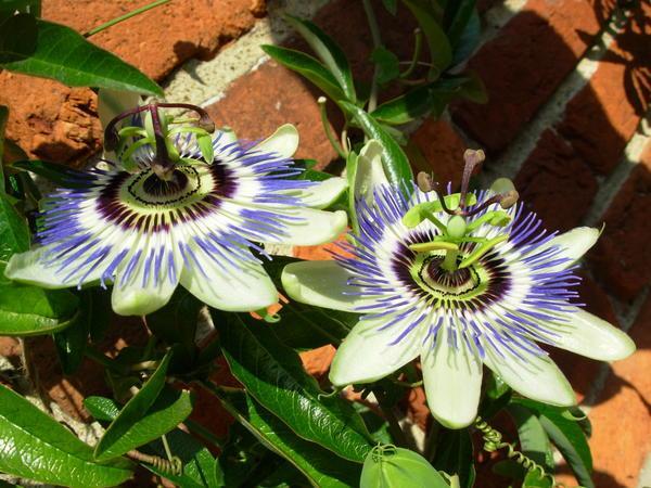 passionflower!