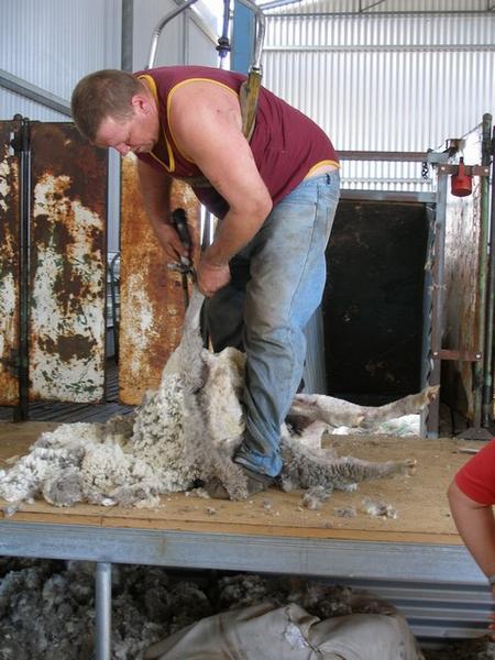 Sheep Shearing!