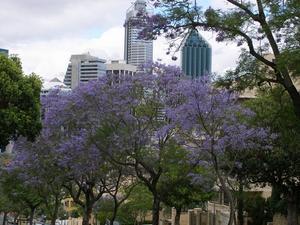 Sydney Trees in bloom