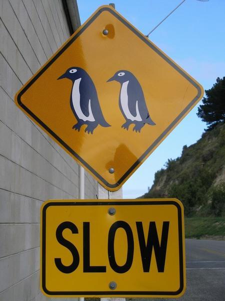 Watch out - there's a penguin about