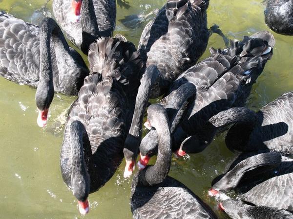 Feeding the black swans.