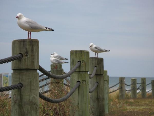 Gulls waiting for us to leave