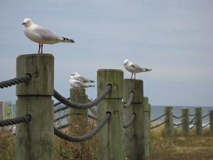 Gulls waiting for us to leave