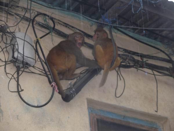 Monkeys on electric wires