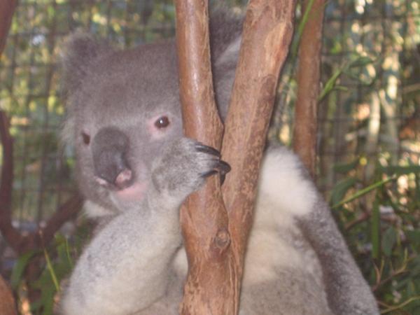 Koala Peeking out