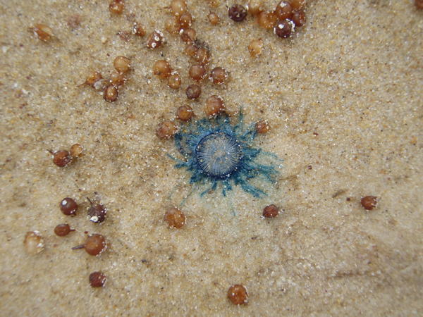 miniture jellyfish