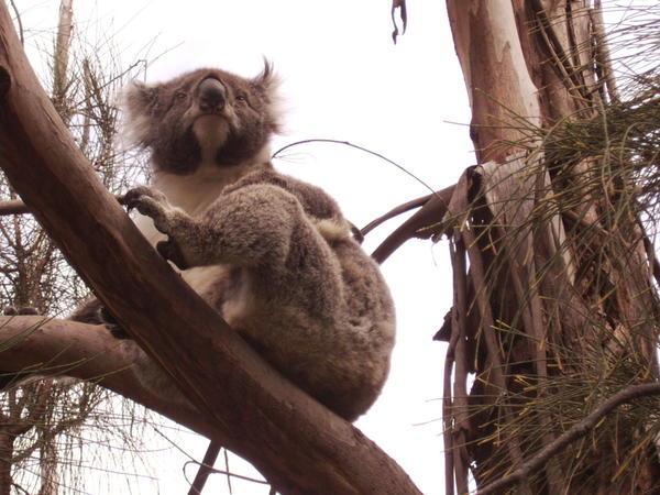 wild koalas