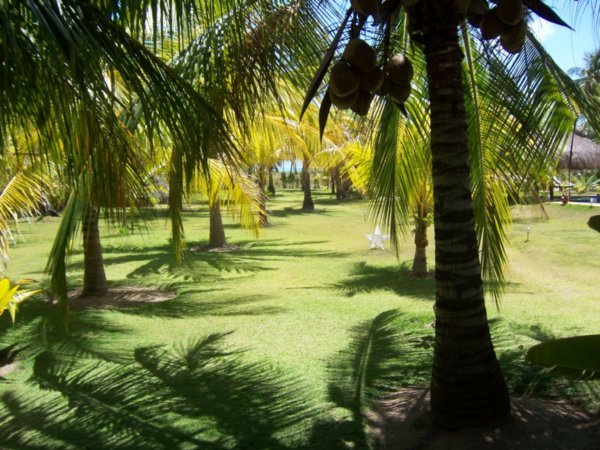 Caju grounds