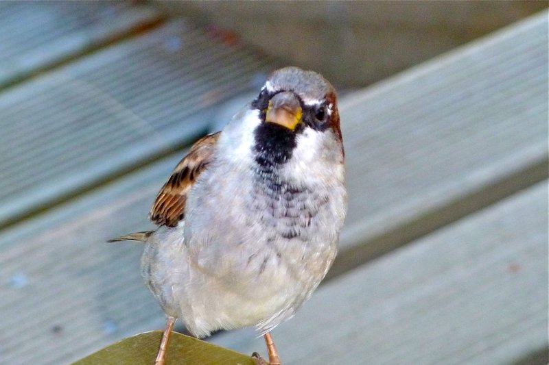 Curious sparrow