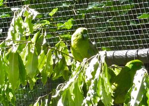Antipodes island parakeet