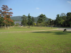 Nara-Koen Park, Nara