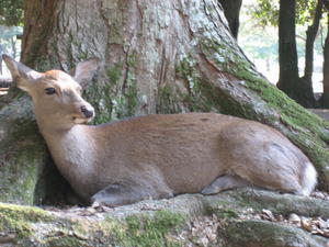 Scenes from Nara-Koen Park, Nara
