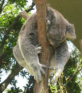 Koala karhu Taronga Zoossa