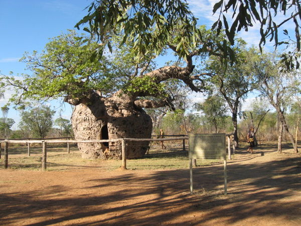 Prison Boab Tree