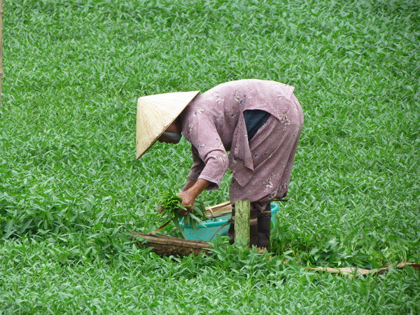 Farming in Hoi An