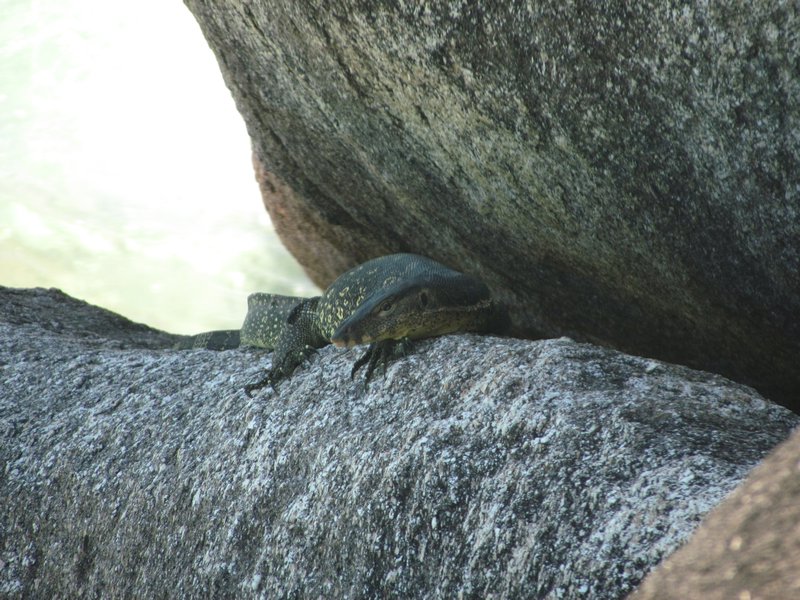 Big iguana/monitor sunbathing