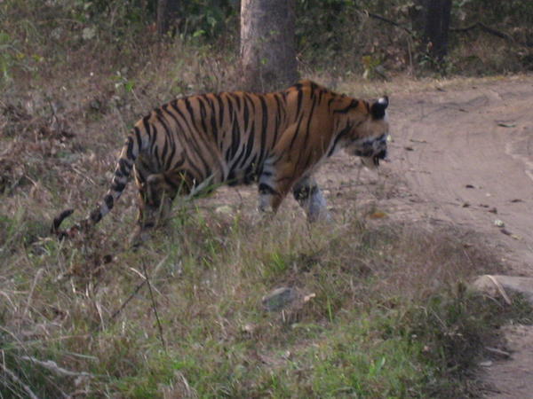 Kanha National Park - First tiger