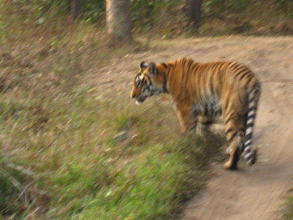 Kanha National Park - First tiger