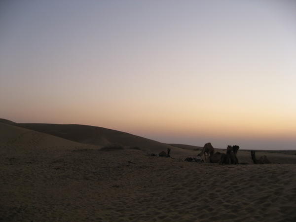 sunset and the camels